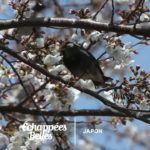 Le Japon des cerisiers en fleurs - Échappées belles