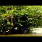 Guyane - Echappées belles