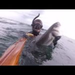 chasse sous marine 2019 ep 10 le graal s échappe