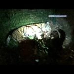 Comment un tigre s'est échappé d'un cirque à Paris avant d'être abattu