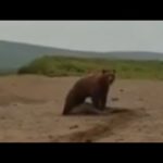 Lac Baïkal : un phoque échappe de la bouche d’un ours