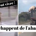 ILS S'ÉCHAPPENT DE L'ABATTOIR ...