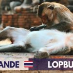 VISITER LOPBURI, LA VILLE DES SINGES ET DES TOURNESOLS - VLOG VOYAGE THAÏLANDE