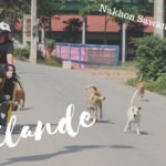 Nos premiers CROCODILES?.THAÏLANDE en VELO. NAKHON SAWAN ➡️LAMPANG. #VOYAGE A VÉLO