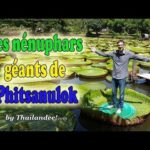Voyage en Thaïlande : les nénuphars géants de Phitsanulok