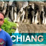 Chiang Mai (Thaïlande) : guide touristique sur Chiang Mai - destination voyage