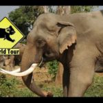 Voyage en Thaïlande Tha Klang Surin village des éléphants Maryse & Dany © Youtube