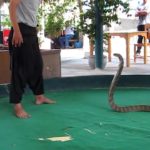 Voyage Thaïlande Un gars Ordinaire - Dresseur VS cobra royal