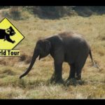 Voyage en Thailande Ban Ta Klang Village des Éléphants Maryse & Dany © Youtube