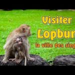 Visiter la  Thaïlande : Lopburi, la ville des singes