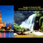 Voyage en Thailande 2000 - 23 Chiang Mai - Le travail des éléphants.