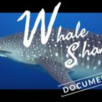 Whale Shark Similan Islands / Requin Baleine Plongée Thaïlande Koh Bon Koh Tachai Richelieu Rock