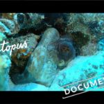 Masters Of Camouflage: The Octopus Pieuvre Camouflage