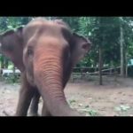 Cap Monde -Thaïlande aout