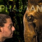 LA TORTURE DES ÉLÉPHANTS EN THAÏLANDE (et partout dans le monde)