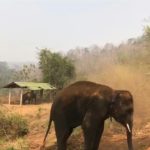 Coronavirus: "les éléphants à touristes" en détresse en Thaïlande | AFP News