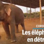 Thaïlande: la fuite des touristes menace les éléphants de famine