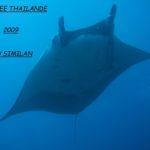 Plongée au Similan sur le spot de koh bone en 2009 avec les raies manta
