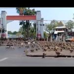 Incroyable groupe de singes pendant le confinement en Thaïlande