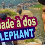 Balade à dos d'éléphants dans le camp Maetaeng en Thailande du Nord près de Chiang Mai! Ben Hein...