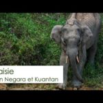 Carnet de voyage - Asie du Sud Est Episode 7 : Taman Negara - Malaisie