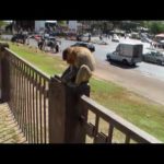 LOPBURI , la ville des singes - THAILANDE