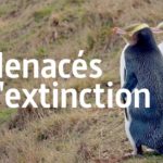 Nouvelle-Zélande, les animaux du bout du monde | ARTE