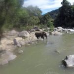 THAILANDE Elephant01