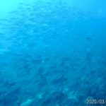 Sous l'eau en Thaïlande