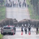 Traversée de plus de 50 éléphants sauvages en Thaïlande !