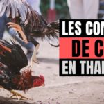 LES COMBATS DE COQS EN THAÏLANDE