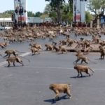 UNE ARMÉE DE SINGES ENVAHIT UNE VILLE EN THAÏLANDE .. LES ÉVÉNEMENTS LES PLUS ÉTRANGES DU MONDE !!