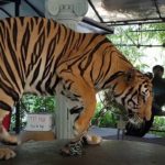 Ce tigre tourne en rond toute la journée
