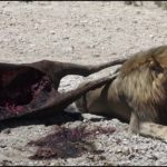 Namibie : un tour complet en vidéo