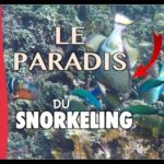 KOH TAO ?: DANS UN AQUARIUM GEANT ? ! [THAILANDE] VLOG #4