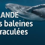 En Islande, le coronavirus met fin à la chasse à la baleine - 28 minutes - ARTE