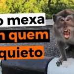 Quase fui MORDIDO por um MACACO em Bali [CUIDADO]