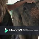 Nous Thailande 2017 _  Elephant a Krabi (4)