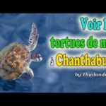 Voyage en Thaïlande: rencontrer les tortues de mer à Chanthaburi