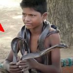 CE GARÇON A DES COBRAS VENIMEUX POUR ANIMAUX DE COMPAGNIE