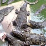 Crocodiles en Thaïlande