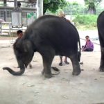 Dressage d'éléphants en Thaïlande