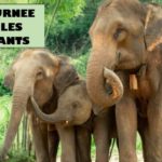 Une journée de rêve à l'Elephant Nature Park de Chiang Mai