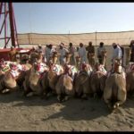 Oman - Echappées belles