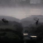 Les parcs zoologiques, lieux de détention ou arches de Noé ?