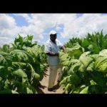 Zimbabwe : terres promises | ARTE Reportage