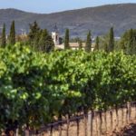 dans les Alpes-de-Haute-Provence, à la découverte d'un vignoble confidentiel
