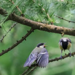 Sounds of the Forest : Un site interactif pour voyager à travers les sons des forêts du monde entier