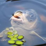 Comment s&rsquo;y prendre pour p&ecirc;cher la carpe&nbsp;en hiver&thinsp;?