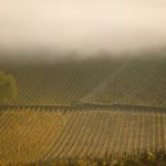 De Beaune à Savigny, randonnée au parfum de grand cru